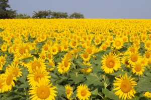 観光農園・花ひろば、ひまわり、2019年8月、夏の花、愛知県知多郡南知多町の観光・撮影スポットの画像と写真