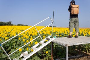 観光農園・花ひろば、ひまわり、2019年8月、夏の花、愛知県知多郡南知多町の観光・撮影スポットの画像と写真