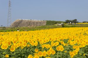 観光農園・花ひろば、ひまわり、2019年8月、夏の花、愛知県知多郡南知多町の観光・撮影スポットの画像と写真