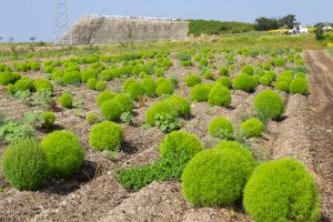 観光農園・花ひろば、コキア、2019年8月、夏の花、愛知県知多郡南知多町の観光・撮影スポットの画像と写真