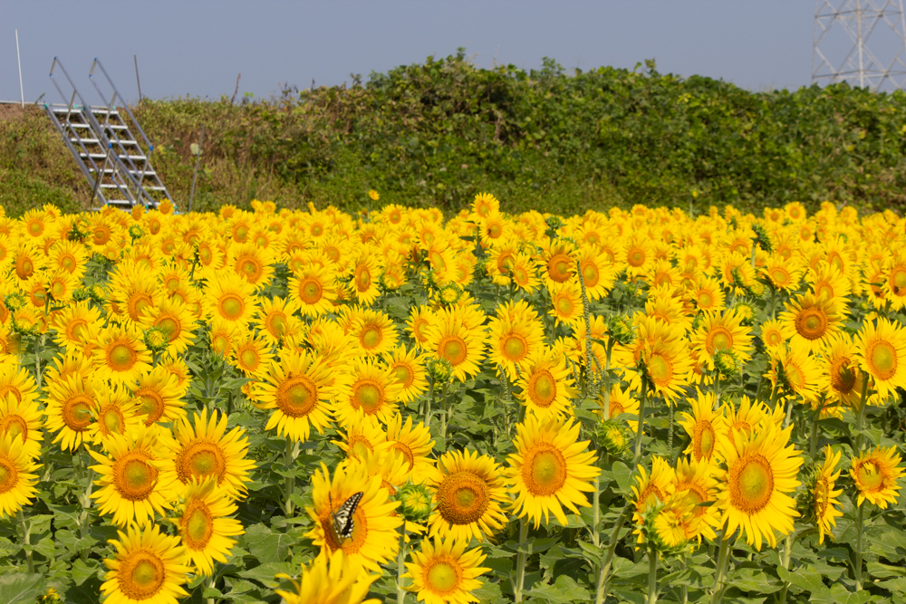観光農園・花ひろば、ひまわり、2019年8月、夏の花、愛知県知多郡南知多町の観光・撮影スポットの画像と写真
