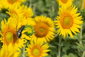 観光農園・花ひろば、ひまわり、2019年8月、夏の花、愛知県知多郡南知多町の観光・撮影スポットの画像と写真