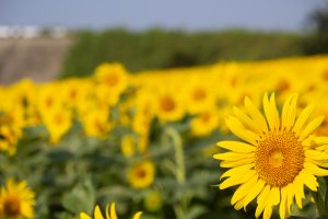 観光農園・花ひろば、ひまわり、2019年8月、夏の花、愛知県知多郡南知多町の観光・撮影スポットの画像と写真