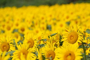 観光農園・花ひろば、ひまわり、2019年8月、夏の花、愛知県知多郡南知多町の観光・撮影スポットの画像と写真