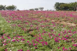 観光農園・花ひろば、ペチュニア、2019年8月、夏の花、愛知県知多郡南知多町の観光・撮影スポットの画像と写真