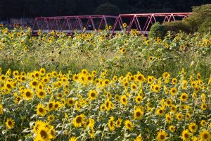 洲原のひまわり畑、2019年8月、夏の花、岐阜県美濃市の観光・撮影スポットの名所