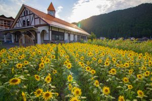 洲原のひまわり畑、2019年8月、夏の花、岐阜県美濃市の観光・撮影スポットの名所