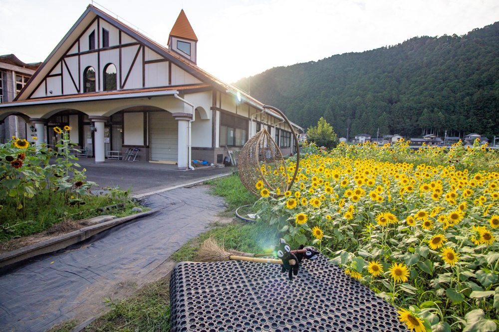 洲原のひまわり畑、2019年8月、夏の花、岐阜県美濃市の観光・撮影スポットの名所