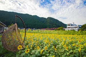 洲原のひまわり畑、2019年8月、夏の花、岐阜県美濃市の観光・撮影スポットの名所