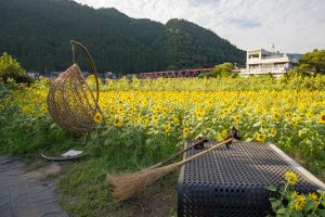 洲原のひまわり畑、2019年8月、夏の花、岐阜県美濃市の観光・撮影スポットの名所