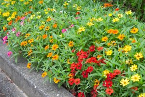 戸田川緑地公園、8月の夏の花、名古屋市港区の観光・撮影スポットの画像と写真