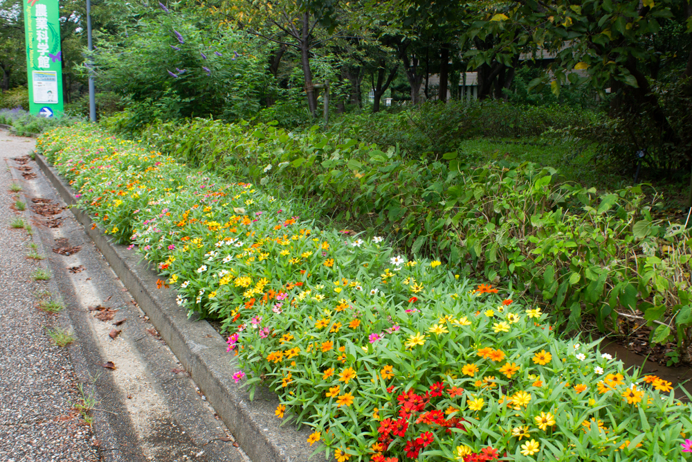 戸田川緑地公園、8月の夏の花、名古屋市港区の観光・撮影スポットの画像と写真