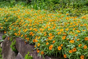 戸田川緑地公園、8月の夏の花、名古屋市港区の観光・撮影スポットの画像と写真