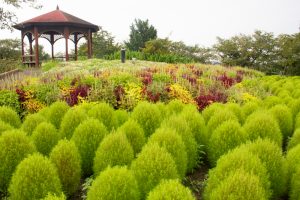 戸田川緑地公園、コキア、8月の夏の花、名古屋市港区の観光・撮影スポットの画像と写真