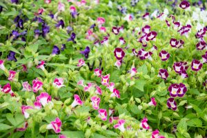 戸田川緑地公園、8月の夏の花、名古屋市港区の観光・撮影スポットの画像と写真