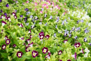 戸田川緑地公園、8月の夏の花、名古屋市港区の観光・撮影スポットの画像と写真