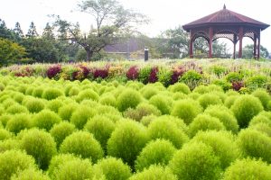 戸田川緑地公園、コキア、8月の夏の花、名古屋市港区の観光・撮影スポットの画像と写真