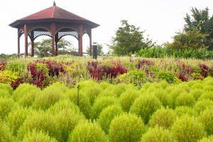戸田川緑地公園、コキア、8月の夏の花、名古屋市港区の観光・撮影スポットの画像と写真