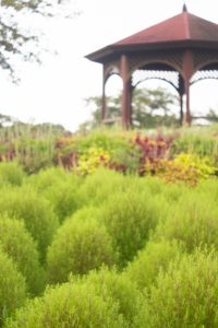戸田川緑地公園、コキア、8月の夏の花、名古屋市港区の観光・撮影スポットの画像と写真戸田川緑地公園、コキア、8月の夏の花、名古屋市港区の観光・撮影スポットの画像と写真