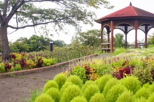 戸田川緑地公園、コキア、8月の夏の花、名古屋市港区の観光・撮影スポットの画像と写真