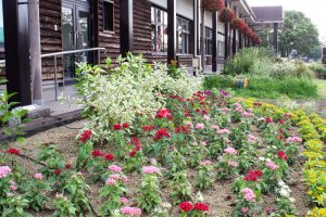 戸田川緑地公園、8月の夏の花、名古屋市港区の観光・撮影スポットの画像と写真