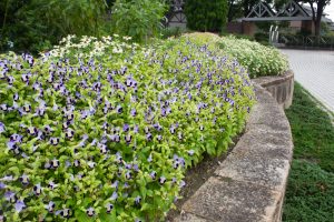 戸田川緑地公園、8月の夏の花、名古屋市港区の観光・撮影スポットの画像と写真