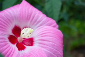 戸田川緑地公園、8月の夏の花、名古屋市港区の観光・撮影スポットの画像と写真
