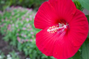 戸田川緑地公園、8月の夏の花、名古屋市港区の観光・撮影スポットの画像と写真