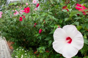 戸田川緑地公園、8月の夏の花、名古屋市港区の観光・撮影スポットの画像と写真