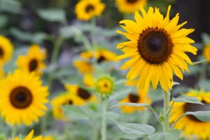戸戸田川緑地公園、ひまわり、8月の夏の花、名古屋市港区の観光・撮影スポットの画像と写真