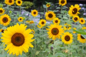 戸田川緑地公園、ひまわり、8月の夏の花、名古屋市港区の観光・撮影スポットの画像と写真