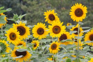 戸田川緑地公園、ひまわり、8月の夏の花、名古屋市港区の観光・撮影スポットの画像と写真