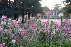 鶴舞公園、8月の夏の花、名古屋市昭和区の観光・撮影スポットの画像と写真