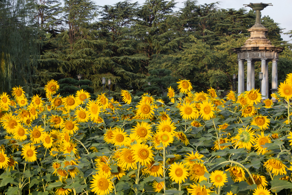 鶴舞公園、8月の夏の花、名古屋市昭和区の観光・撮影スポットの画像と写真