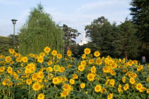 鶴舞公園、8月の夏の花、名古屋市昭和区の観光・撮影スポットの画像と写真