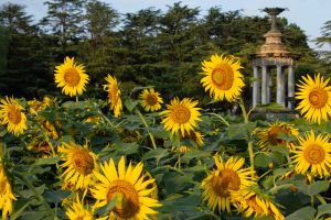 鶴舞公園、8月の夏の花、名古屋市昭和区の観光・撮影スポットの画像と写真