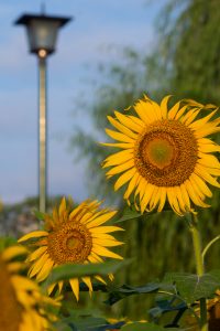鶴舞公園、8月の夏ひまわりの花、名古屋市昭和区の観光・撮影スポットの画像と写真