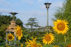 鶴舞公園、8月の夏の花、名古屋市昭和区の観光・撮影スポットの画像と写真