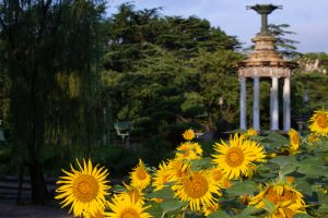 鶴舞公園、8月の夏の花、名古屋市昭和区の観光・撮影スポットの画像と写真