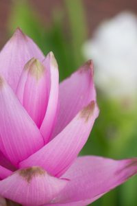 鶴舞公園、8月の夏の花、名古屋市昭和区の観光・撮影スポットの画像と写真