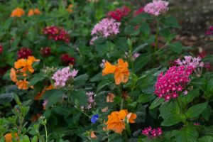 鶴舞公園、8月の夏の花、名古屋市昭和区の観光・撮影スポットの画像と写真