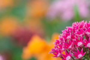 鶴舞公園、8月の夏の花、名古屋市昭和区の観光・撮影スポットの画像と写真