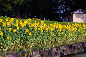 榎前農村公園、榎前町ひまわり広場、ひまわり、9月の夏の花、愛知県安城市の観光・撮影スポットの画像と写真