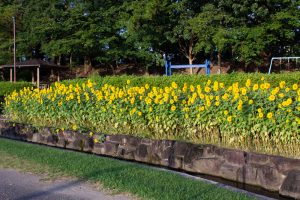 榎前農村公園、榎前町ひまわり広場、ひまわり、9月の夏の花、愛知県安城市の観光・撮影スポットの画像と写真