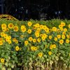 榎前農村公園、榎前町ひまわり広場、ひまわり、9月の夏の花、愛知県安城市の観光・撮影スポットの画像と写真