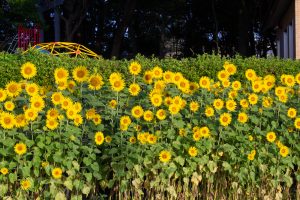 榎前農村公園、榎前町ひまわり広場、ひまわり、9月の夏の花、愛知県安城市の観光・撮影スポットの画像と写真