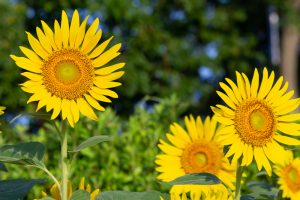 榎前農村公園、榎前町ひまわり広場、ひまわり、9月の夏の花、愛知県安城市の観光・撮影スポットの画像と写真