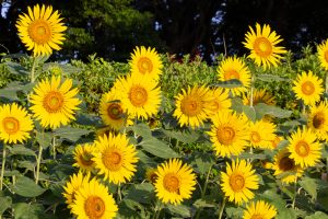榎前農村公園、榎前町ひまわり広場、ひまわり、9月の夏の花、愛知県安城市の観光・撮影スポットの画像と写真