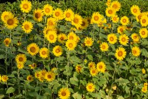 榎前農村公園、榎前町ひまわり広場、ひまわり、9月の夏の花、愛知県安城市の観光・撮影スポ榎前農村公園、榎前町ひまわり広場、ひまわり、9月の夏の花、愛知県安城市の観光・撮影スポットの画像と写真