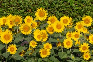 榎前農村公園、榎前町ひまわり広場、ひまわり、9月の夏の花、愛知県安城市の観光・撮影スポットの画像と写真